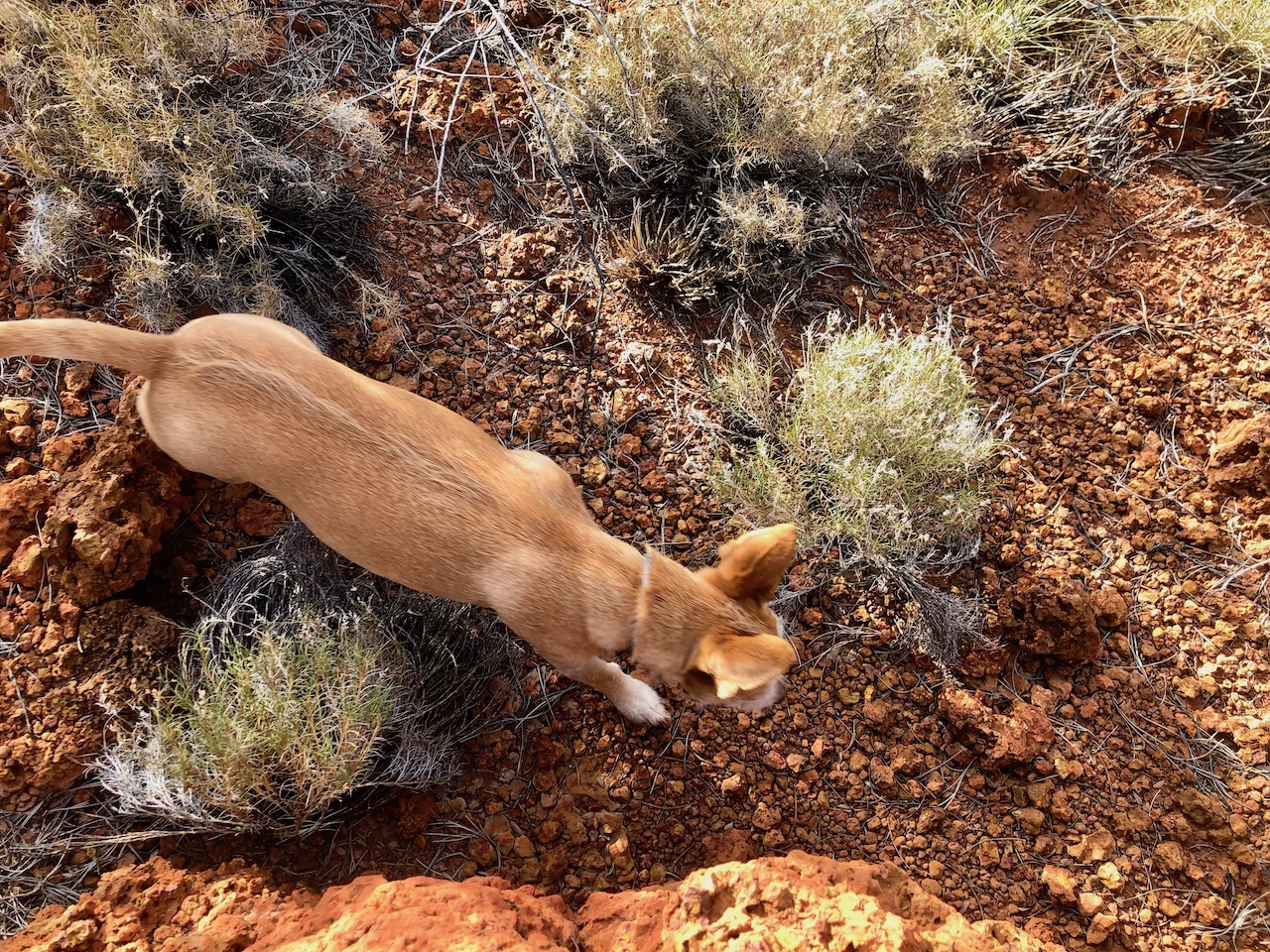 The Gibson Desert is not all sand dunes, some sections are quite rocky