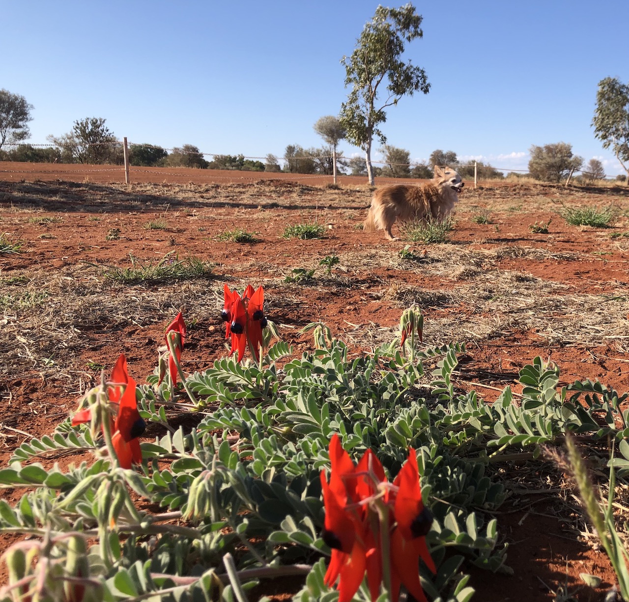 desert pea