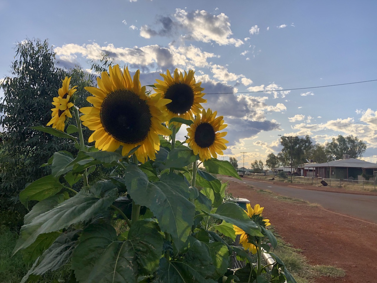 Sunflowers growing at a house on 5th St